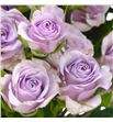 Rs ramificada lavander queen 70 - RTRLAVQUE1