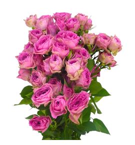 Rs ramificada pink bijoux 60 - RTRPINBIJ