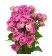 Rs ramificada pink bijoux 60 - RTRPINBIJ