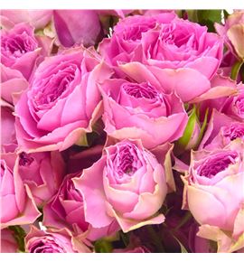 Rs ramificada pink bijoux 60 - RTRPINBIJ