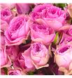 Rs ramificada pink bijoux 60 - RTRPINBIJ1