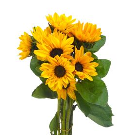 Helian sunova 50 - HELSUN