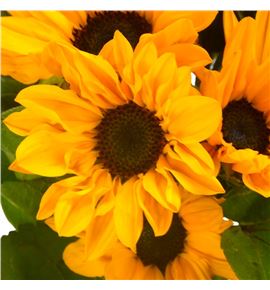 Helian sunova 50 - HELSUN