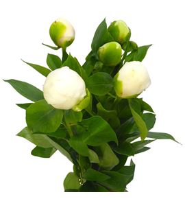 Paeonia bridal shower x5 60 - PAEBRISHO