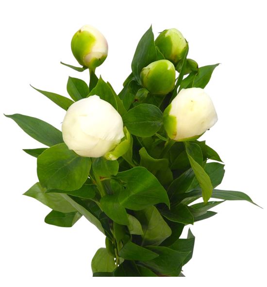 Paeonia bridal shower x5 60 - PAEBRISHO