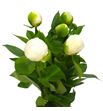 Paeonia bridal shower x5 60 - PAEBRISHO