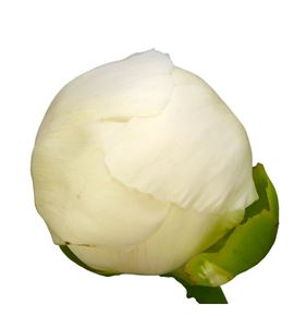 Paeonia bridal shower x5 60 - PAEBRISHO