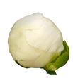 Paeonia bridal shower x5 60 - PAEBRISHO1