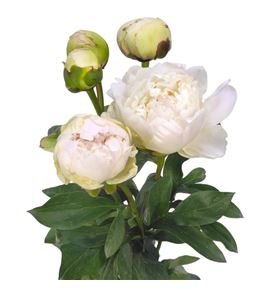 Paeonia henry sas x5 60 - PAEHENSAS