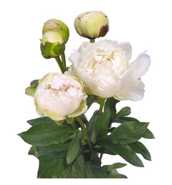 Paeonia henry sas x5 60 - PAEHENSAS