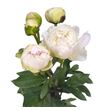 Paeonia henry sas x5 60 - PAEHENSAS