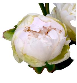 Paeonia henry sas x5 60 - PAEHENSAS