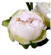 Paeonia henry sas x5 60 - PAEHENSAS1