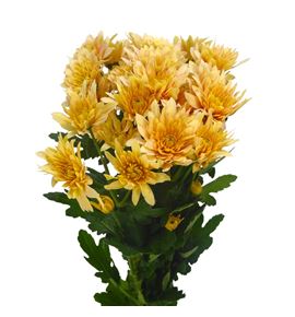 Marg baltica naranja - MBALNAR