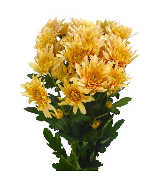 Marg baltica naranja - MBALNAR