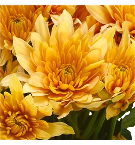 Marg baltica naranja - MBALNAR