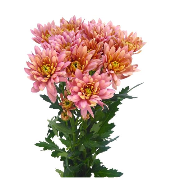 Marg baltica salmon - MBALSAL