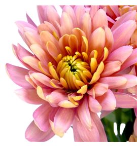 Marg baltica salmon - MBALSAL