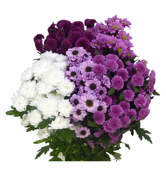 Cr santini blossom mix 55 - CRSBLOMIX