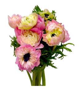 Anemona levante rosa chiaro 42 - ANELEVROSCHI