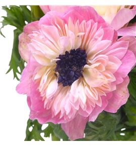 Anemona levante rosa chiaro 42 - ANELEVROSCHI