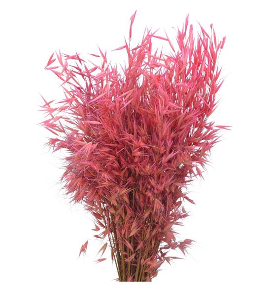 Avena seca frosted pink - AVESECFROPIN