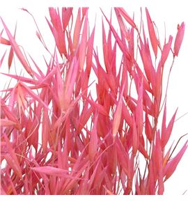Avena seca frosted pink - AVESECFROPIN
