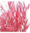 Avena seca frosted pink - AVESECFROPIN1