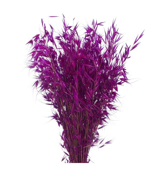 Avena seca fucsia - AVESECFUC