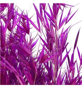 Avena seca fucsia - AVESECFUC