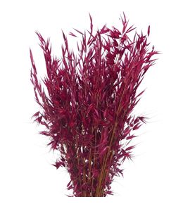 Avena seca granate - AVESECGRA