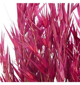 Avena seca granate - AVESECGRA