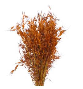 Avena seca terracotta - AVESECTER