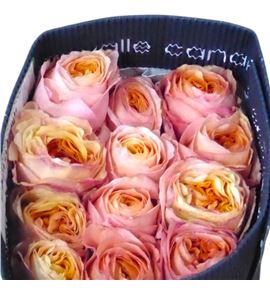 Rosa ecu juicy x-presion 60 - REJUIXPR