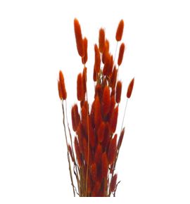 Lagurus seco naranja oscuro - LAGSECNAROSC