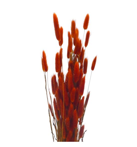 Lagurus seco naranja oscuro - LAGSECNAROSC