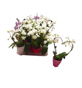 Pl. phalaenopsis mini 25cm x20 - PHAMIN20625