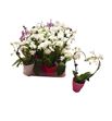 Pl. phalaenopsis mini 25cm x20 - PHAMIN20625