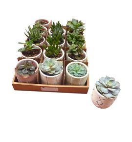 Pl. succulenten mixto 14cm x15 - SUCMIX15714