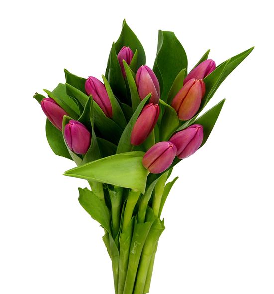 Tulipan ace pink 34 - TULACEPIN