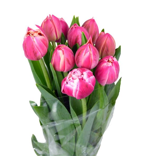 Tulipan columbus 38 - TULCOL