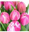 Tulipan columbus 38 - TULCOL1