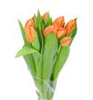 Tulipan delta storm 39 - TULDELSTR