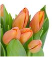 Tulipan delta storm 39 - TULDELSTR1