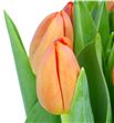 Tulipan delta storm 39 - TULDELSTR2