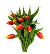 Tulipan denmark 38 - TULDEN
