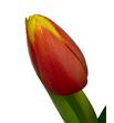 Tulipan denmark 38 - TULDEN1