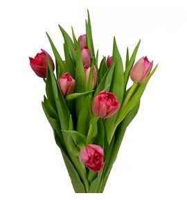 Tulipan double twist 42 - TULDOUTWI