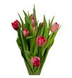 Tulipan double twist 42 - TULDOUTWI