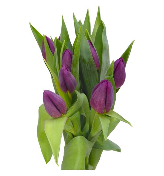 Tulipan duet 38 - TULDUE